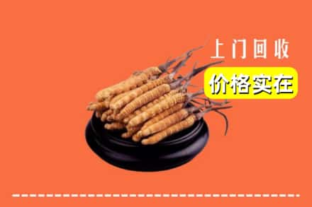 郑州新密市回收冬虫夏草